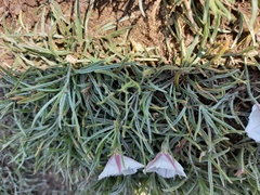 Convolvulus ammannii