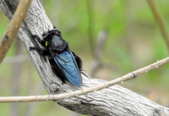 Hyperechia xylocopiformis