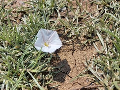Convolvulus ammannii
