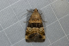 Pseudozarba bipartita