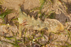 Malleus