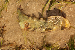 Malleus