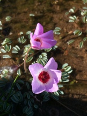 Oxalis oculifera