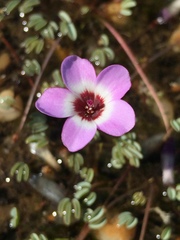Oxalis oculifera