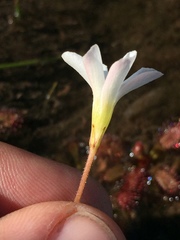 Oxalis comptonii