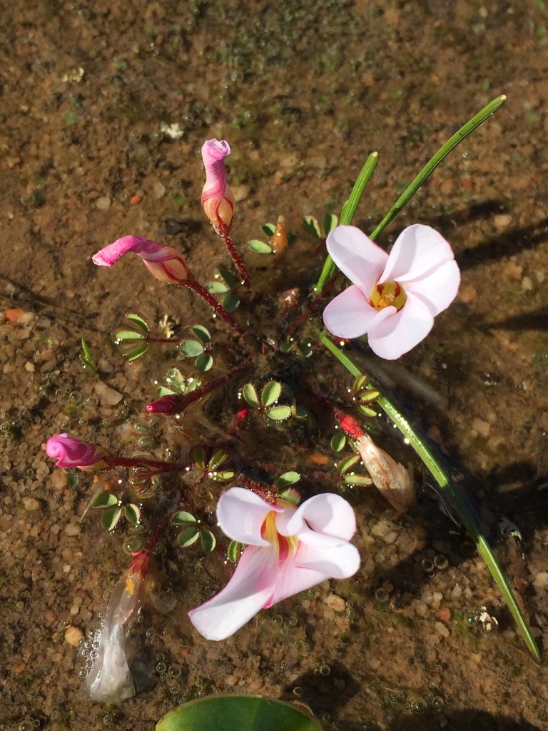 Cave Sorrel
