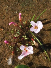 Oxalis amblyosepala