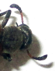 Hycleus transvaalicus