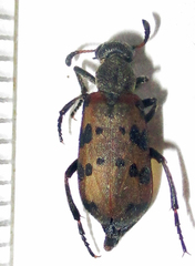 Hycleus transvaalicus