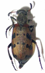 Hycleus transvaalicus