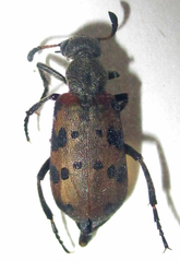 Hycleus transvaalicus