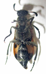 Hycleus transvaalicus