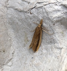 Donacaula mucronella