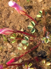 Oxalis amblyosepala