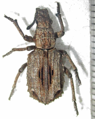 Microcerinae
