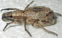 Microcerinae