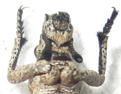 Microcerinae