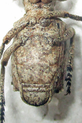 Microcerinae