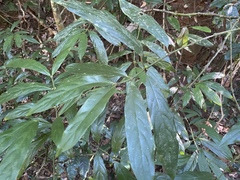 Lasianthus chlorocarpus