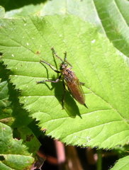 Eutolmus rufibarbis