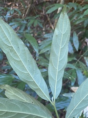 Lasianthus chlorocarpus
