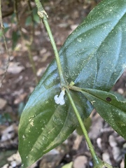 Lasianthus chlorocarpus