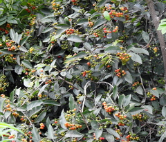 Ehretia laevis