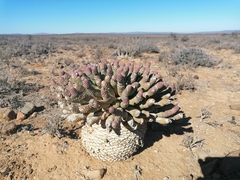 Euphorbia esculenta