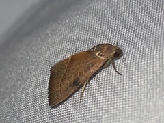 Galgula