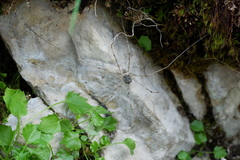 Mitopus glacialis