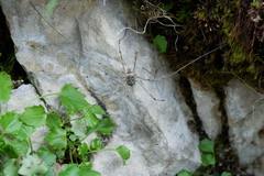 Mitopus glacialis