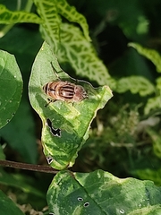 Eristalinus megacephalus