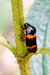 Cosmoscarta abdominalis
