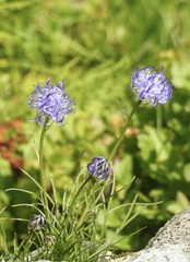 Phyteuma hemisphaericum