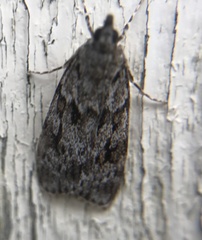 Scoparia basistrigalis