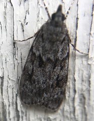 Scoparia basistrigalis