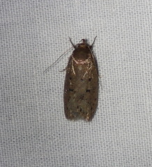 Eulechria convictella