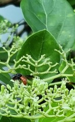 Euaspis polynesia