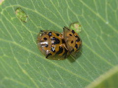 Aspidimorpha deusta