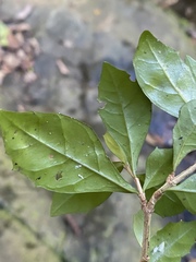 Graptophyllum spinigerum