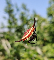 Gasteracantha falcicornis