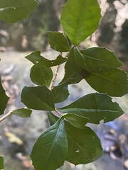 Graptophyllum spinigerum