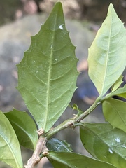 Graptophyllum spinigerum