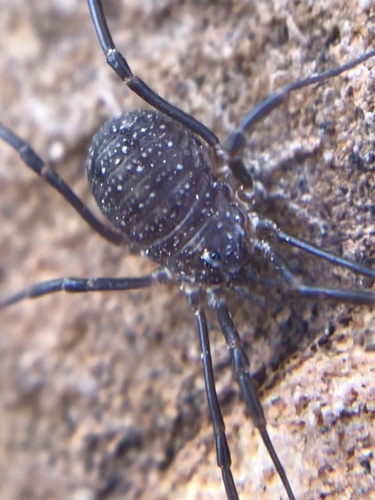 Togwotee Harvestman