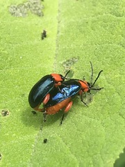 Asphaera abdominalis