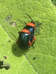 Asphaera abdominalis
