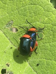 Asphaera abdominalis