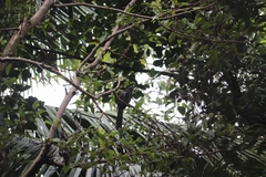 Eudynamys scolopaceus