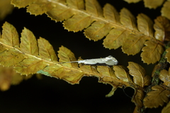 Sagephora phortegella