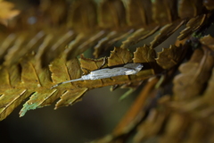 Sagephora phortegella